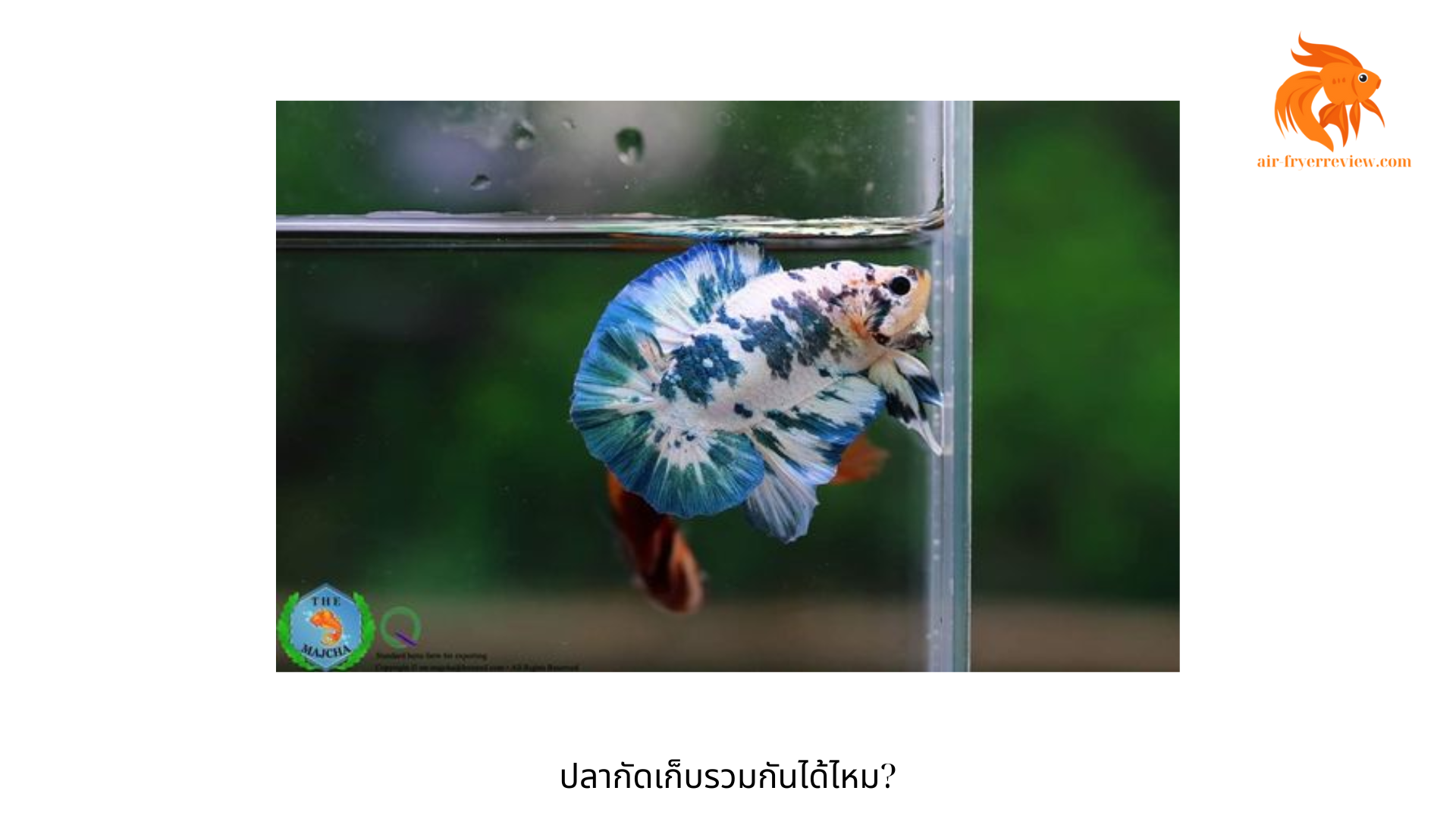 ปลากัดเก็บรวมกันได้ไหม?