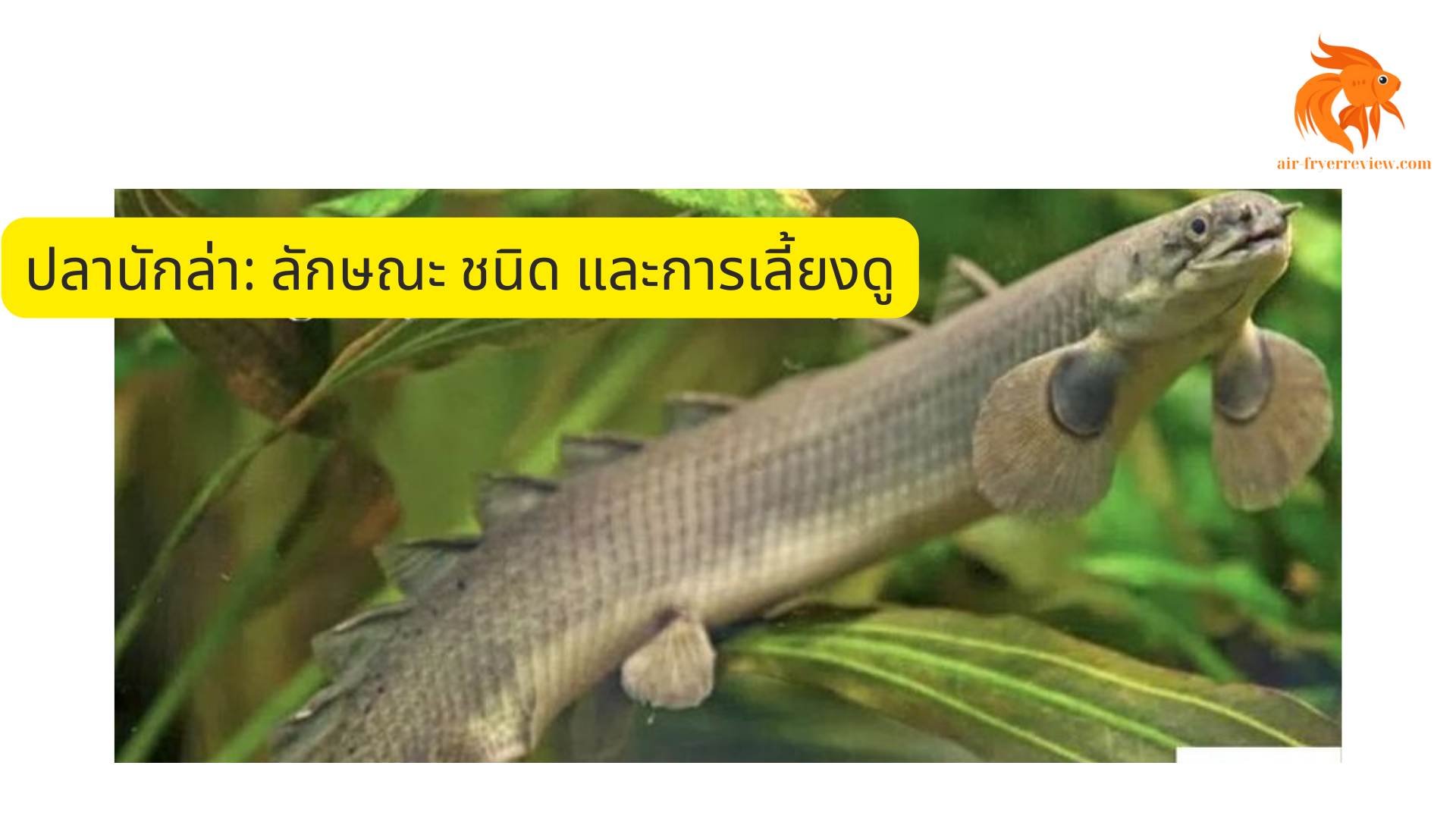 ปลานักล่า