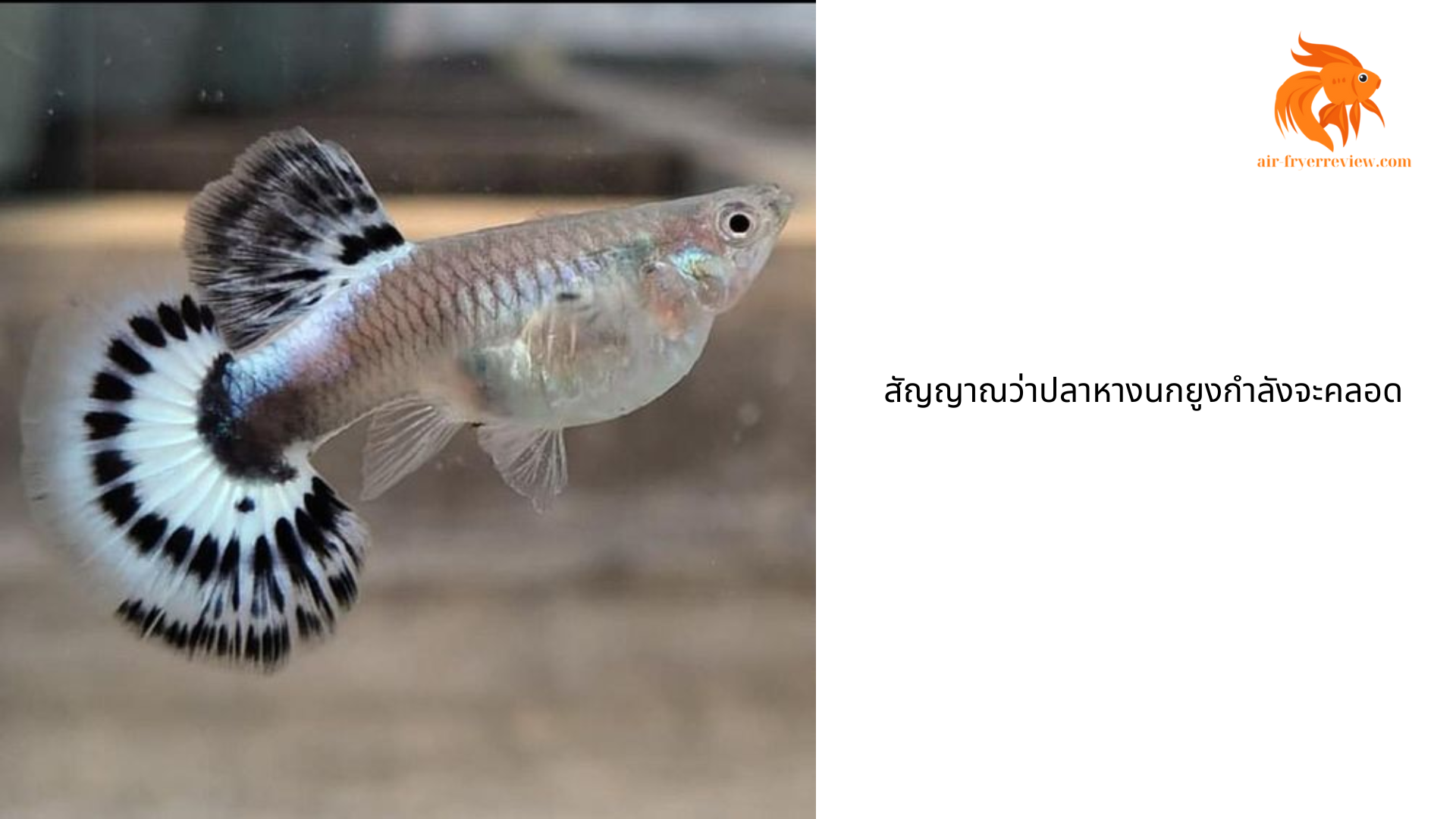 สัญญาณว่าปลาหางนกยูงกำลังจะคลอด